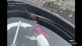 Venomous snake found in high school football player's helmet during practice