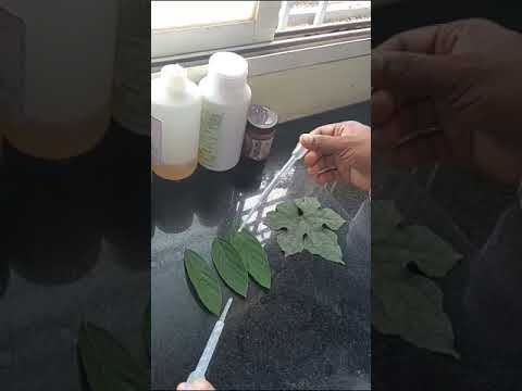 Video: Hollyhock Pest Control - Paano Gamutin ang Weevil Pests Sa Hollyhocks