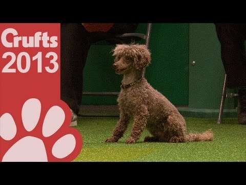 Agility - Jumping - Small Dogs Winner 