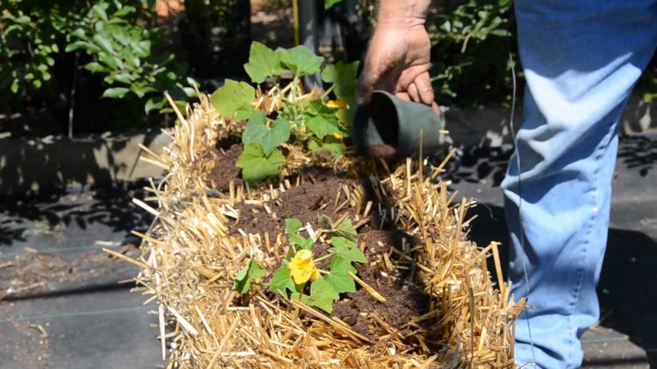 Straw Bale Gardening With Pete S Cow Manure Organic Fertilizer