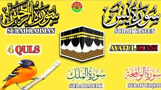 Ep 225 Surah Yaseen 🕋 Surah Rahman 🕋 Surah Waqiah 🕋 Surah Mulk 🕋 4 Quls 🕋 @IQRAALQURANKARIM