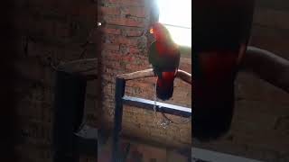 suara burung nuri ternate suara tinggi cocok buat pancingan@suryabeo