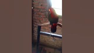 suara burung nuri ternate suara tinggi cocok buat pancingan@suryabeo