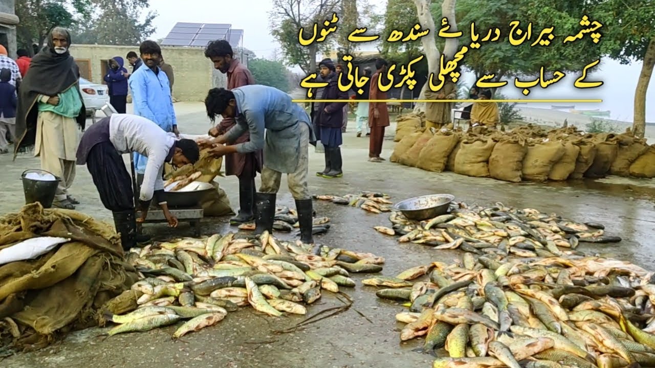 Рыбный рынок на плотине Чашма в Мианвали | Плотина Чашма на реке Инд | 