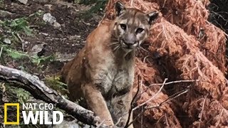 a la rencontre du puma