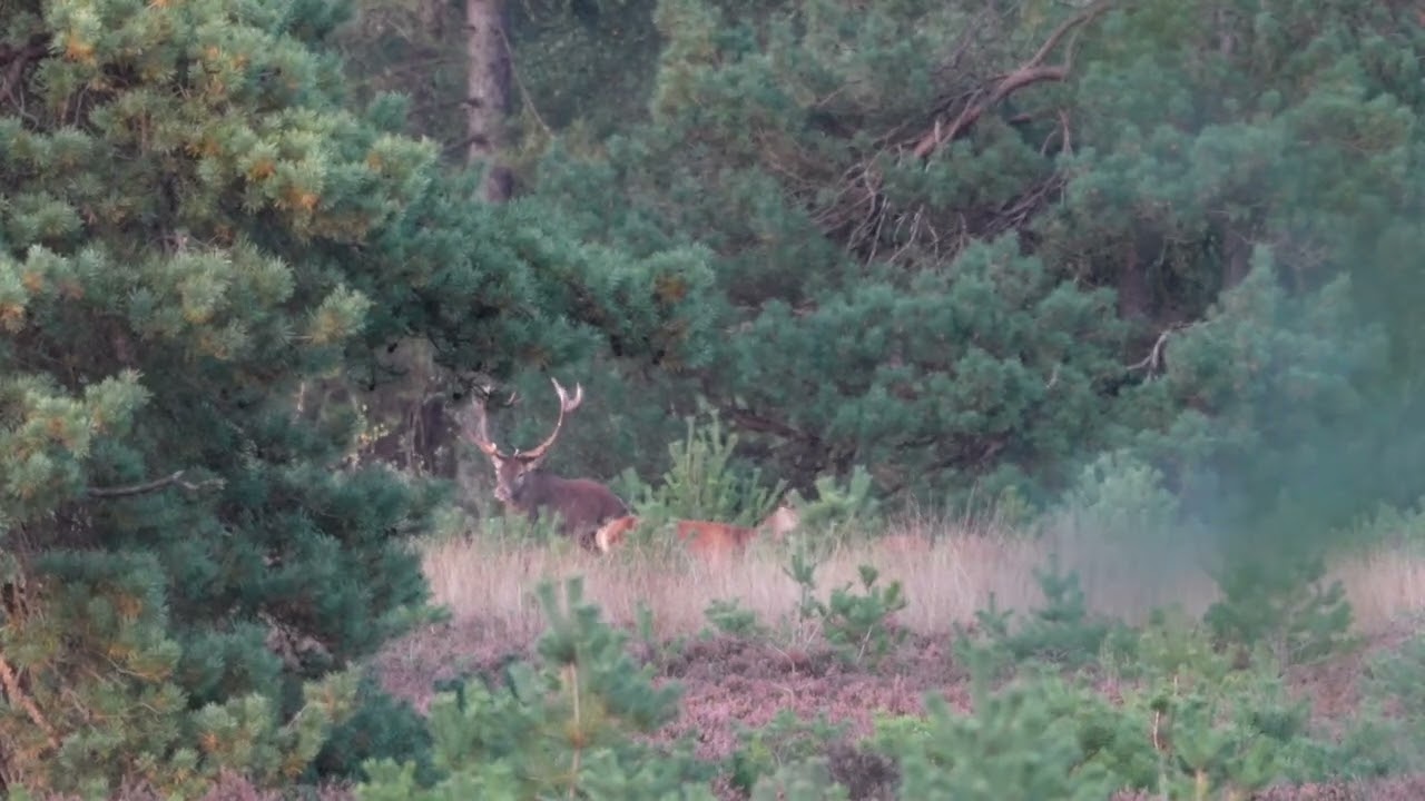Bronstijd burlend hert