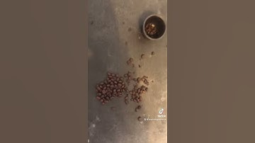 BTS COFFEE BEAN SHOOT | #Shorts