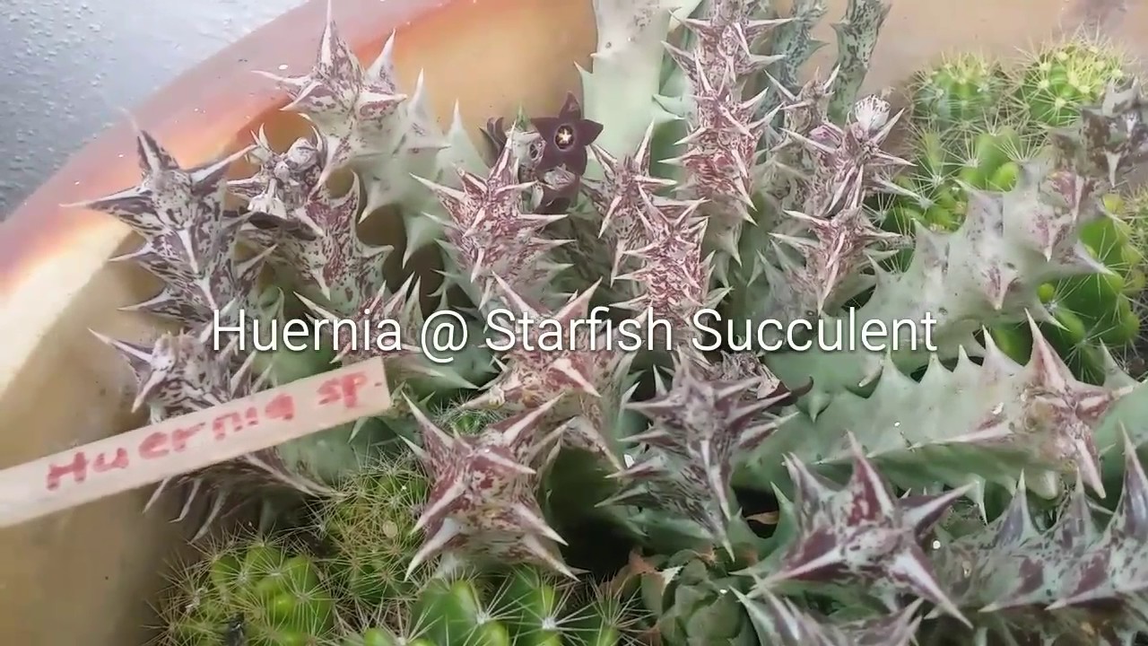 Huernia @ Starfish Succulent Bloom 