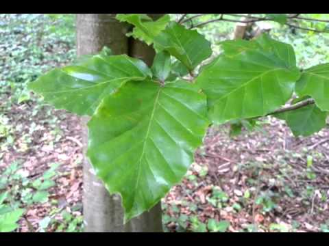 Comparison of Beech and Hornbeam tree features.  O