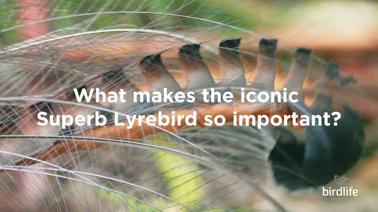 The Superb Lyrebird after the fires - saving an iconic species