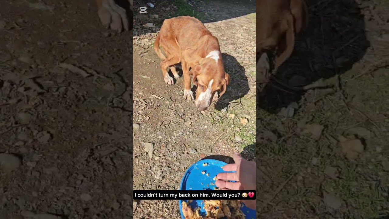 Terrified, Starving and Thirsty.He Appeared Out of Nowhere.I Couldn't Walk Away Without Helping Him.