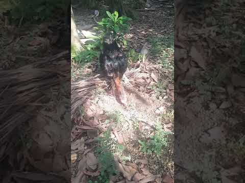 Video Gà chọi || p6 #ganoi#shorts - youtube