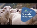 Sound and Hearing in Nature