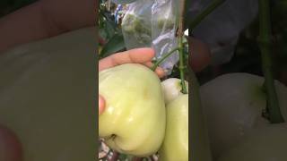 Beberapa manfaat dari buah jambu air #jambuair #manfaatjambuair
