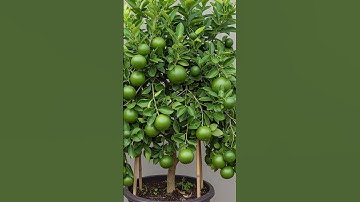 🌿Propagating Citrus Tree in just 1 Month🍌#gardening #citrus