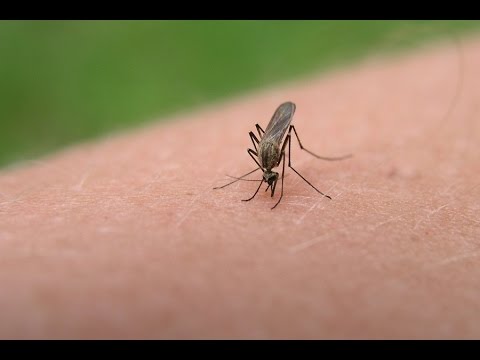 Invasión de mosquitos en Buenos Aires