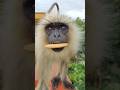 Hanuman Video 