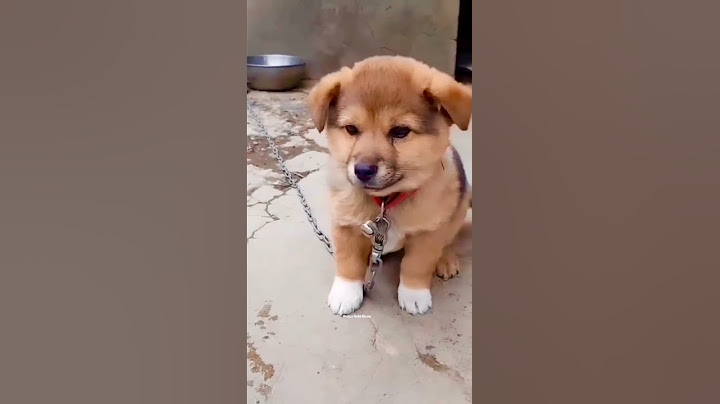 Puppy Crying Sound || Dog sound | Cute puppy 🐶 voice || Dog Crying || #shorts #puppy #doglover