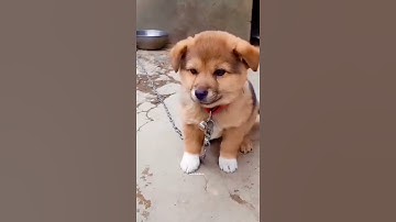 Thumbnail of Puppy Crying Sound || Dog sound | Cute puppy 🐶 voice || Dog Crying || #shorts #puppy #doglover