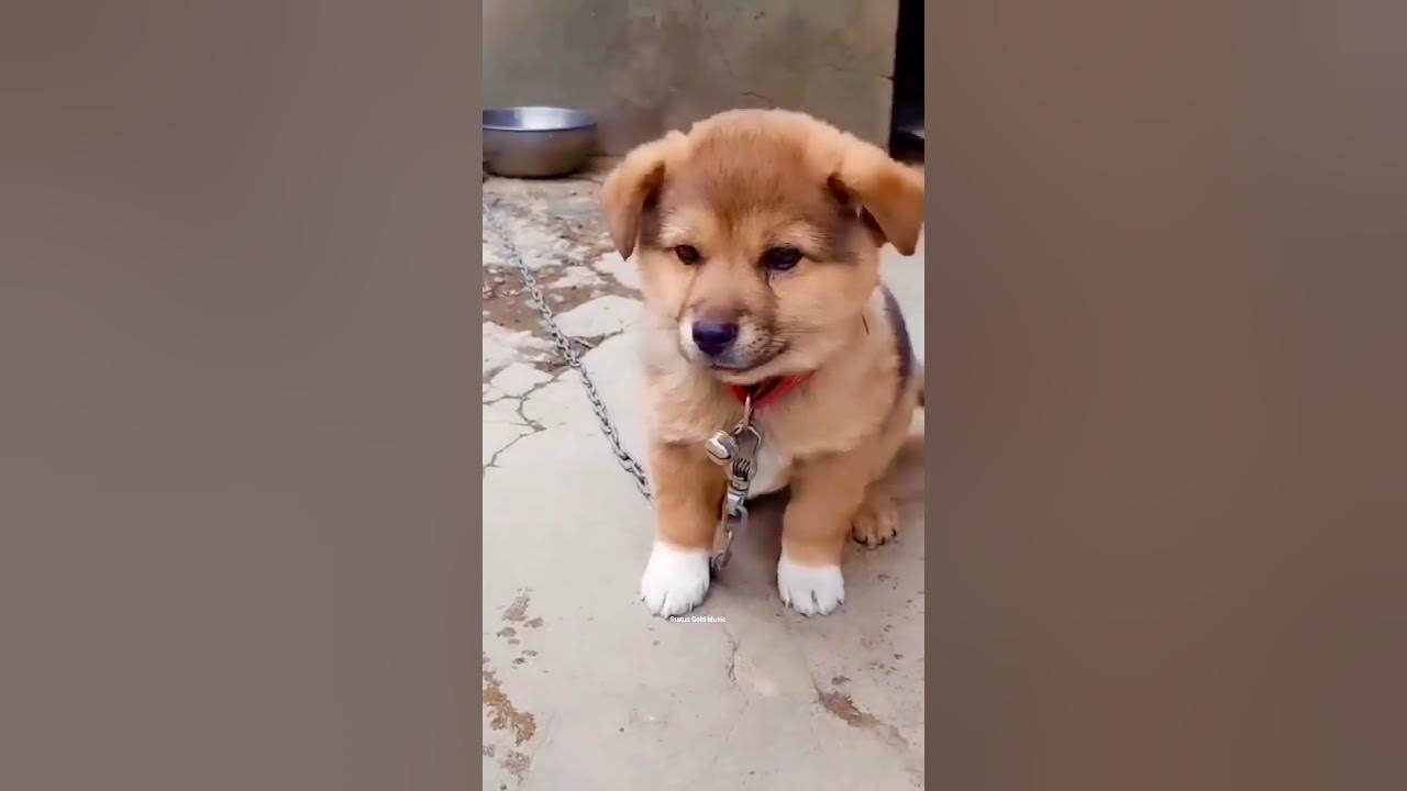 Puppy Crying Sound || Dog sound | Cute puppy 🐶 voice || Dog Crying || #shorts #puppy #doglover