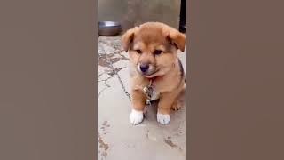 Puppy Crying Sound || Dog sound | Cute puppy 🐶 voice || Dog Crying || #shorts #puppy #doglover
