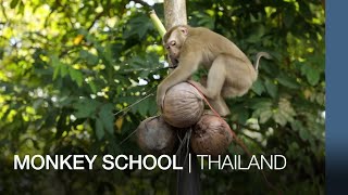 Employing monkeys to harvest coconuts in Thailand