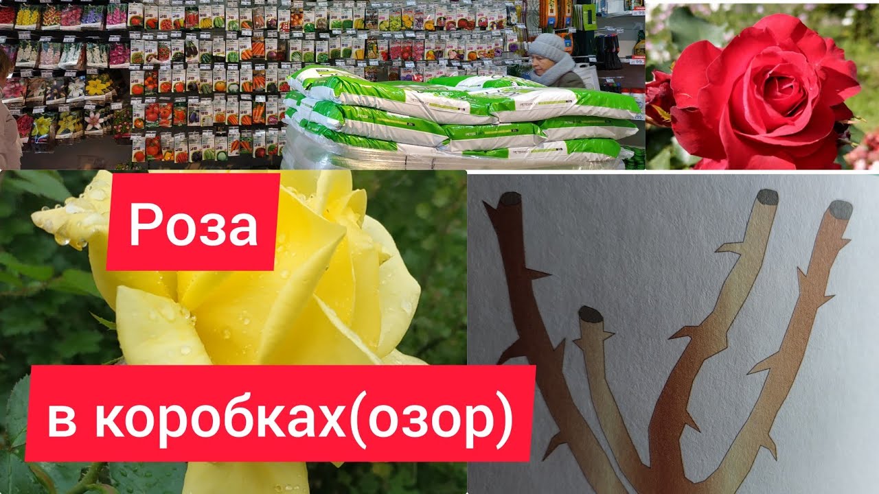 Саженцы Роз На Весну 2025 Купить Недорого