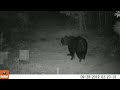 Donoland 2019 Trail Cam Montage Pierson Florida Donoland 2019 Trail Cam Montage Pierson Florida