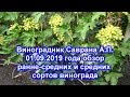 Обзор ранне-средних и средних сортов винограда на 01.09.2019