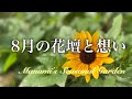 《8月の花壇と想い》＊1000輪咲くひまわりとワンコの命日＊サンビリーバブル