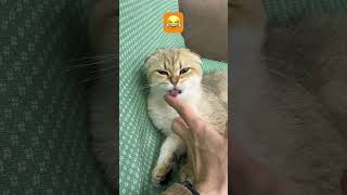 Funny Scottish Fold