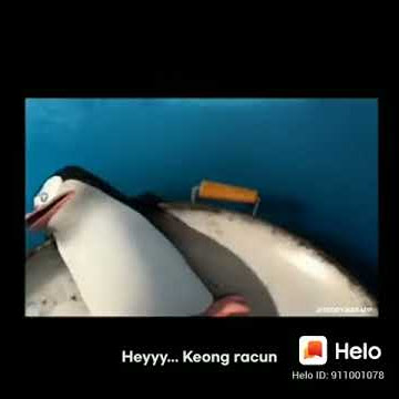 STORY WA 30 DETIK || PINGUIN LUCU 'AKAN INDAH PADA WAKTUNYA'😂🤣 #HELO