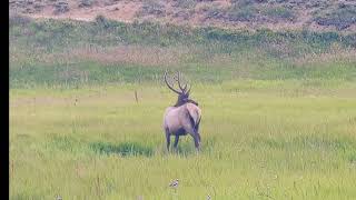 Bull Elk in Rocky Mountain National Park by Birdy Photography 16 views 6 days ago 35 seconds