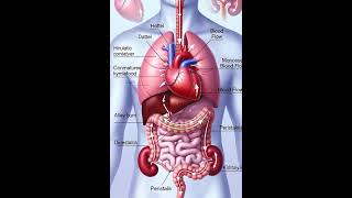Explore the Dynamic movement inside your body#medical #anatomy #science