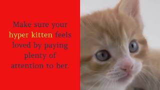 how to calm a crazy kitten by Timmy b 22 views 3 years ago 1 minute, 30 seconds