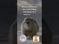 Groundhog Day