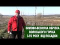 №118 Зимова обрізка волоського горіха третій рік від посадки