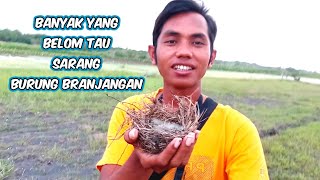 ANAKAN BURUNG BRANJANGAN Banyak yang belom tau teryata seperti ini sarang burung branjangan