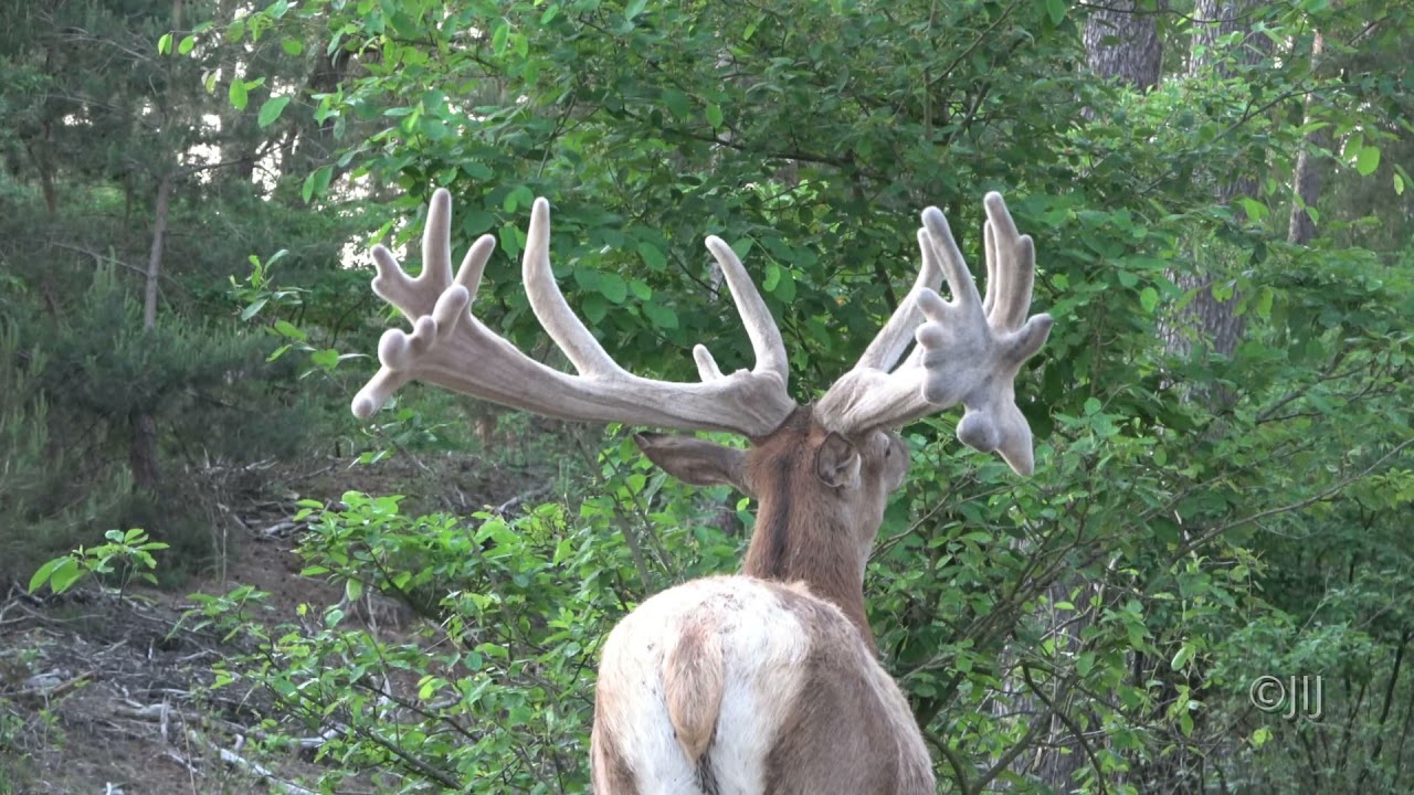 Gestolen gewei is na 75 jaar terug in Hoge Veluwe