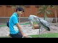 Shoebill getting meal from her favorite keeper☆だいすきな飼育員さんにごはんをもらうハシビロコウのふたば!