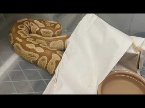 Breeding ball pythons: NESTING!!