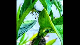 The Benefits of Praying Mantids in the Garden