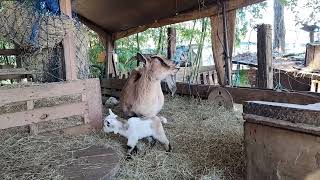 Sweet mama goat smiling with her little baby!