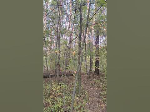 Осенний 🌲🍁 #Лес - Дикая #Природа Украины 4к. Autumn #Forest Watching ...