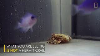 Cuttlefish pretending to be hermit crab