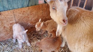Our 8th Nigerian Dwarf Goat Had Triplets, 12 More To Go!