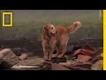 Working Dogs | National Geographic