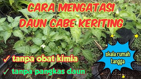 Cara ampuh mengatasi daun cabe rawit yang keriting