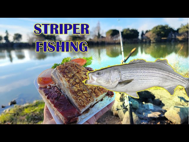 Striper Fishing California Delta on Bank 