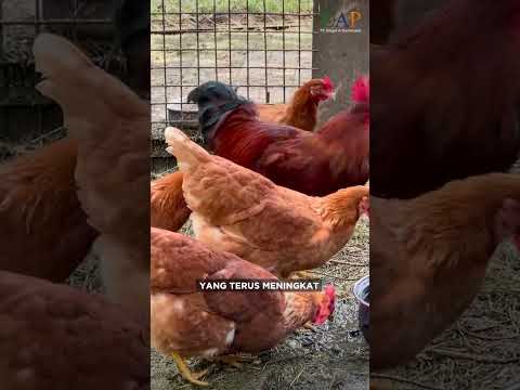 Video: Adakah ayam jantan mati dalam ternakan musim 6?